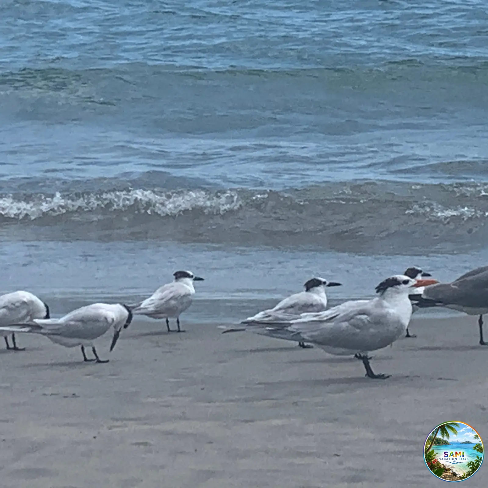 Flock of seagulls on the beach