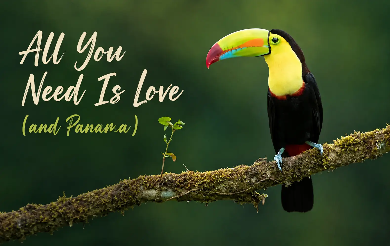 All You Need Is Love (and Panama)